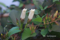 Operculina tansaensis